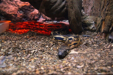 Snake in aquarium tank.