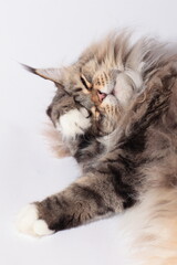 Main Cook Katze putzt sich mit der Pfote