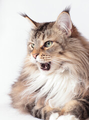 Main Coon Katze mit geöffnetem Maul
