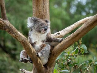 Fototapeta premium Koala sitting and resting in a tree