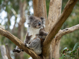 Koala sitting and resting in a tree
