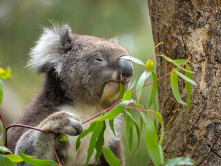 Close up Koala eating leaves