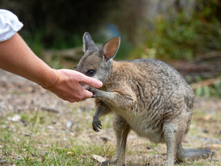 Rock Wallaby