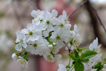 cherry blossom branch