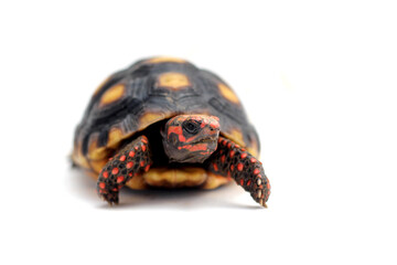 Cute small baby Red-foot Tortoise in front of white background, The red-footed tortoise isolated white background studio lighting , The red-footed tortoise (Chelonoidis carbonarius) is a species of to