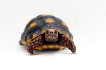Cute small baby Red-foot Tortoise in front of white background, The red-footed tortoise isolated white background studio lighting , The red-footed tortoise (Chelonoidis carbonarius) is a species of to