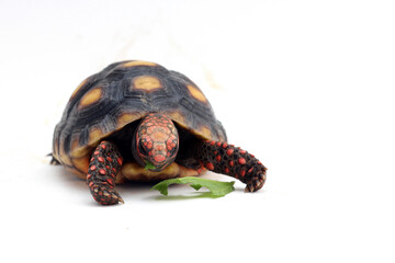 Cute small baby Red-foot Tortoise in front of white background, The red-footed tortoise isolated white background studio lighting , The red-footed tortoise (Chelonoidis carbonarius) is a species of to
