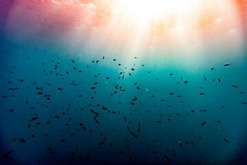 castanuela fish formation group mediterranean sea underwater uw seascape