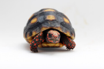 Cute small baby Red-foot Tortoise in front of white background, The red-footed tortoise isolated white background studio lighting , The red-footed tortoise (Chelonoidis carbonarius) is a species of to