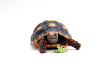 Cute small baby Red-foot Tortoise in front of white background, The red-footed tortoise isolated white background studio lighting , The red-footed tortoise (Chelonoidis carbonarius) is a species of to