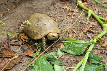 Elongated tortoise in the nature, Indotestudo elongata ,Tortoise sunbathe on ground with his protective shell ,Tortoise from Southeast Asia and parts of South Asia ,High yellow Tortoise