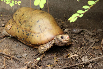 Obraz premium Elongated tortoise in the nature, Indotestudo elongata ,Tortoise sunbathe on ground with his protective shell ,Tortoise from Southeast Asia and parts of South Asia ,High yellow Tortoise