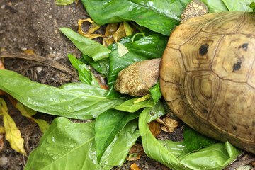 Elongated tortoise in the nature, Indotestudo elongata ,Tortoise sunbathe on ground with his...