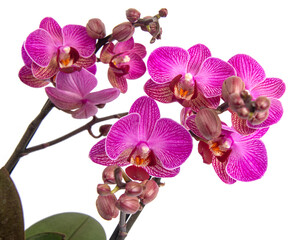 Closeup of pink phalaenopsis orchid on white background