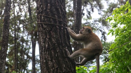 monkeys roaming around in a zoo with a large, old pine forest. This type of monkey is very friendly with humans and can be used as an entertainment animal