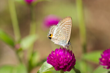 ウラナミシジミ蝶が紫色のセンニチコウ花から吸蜜（自然光＋ストロボ、マクロ接写撮影）