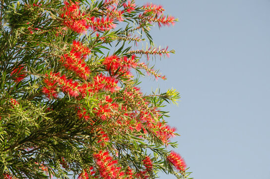 Beautifinul red flowers of Weeping bottle brush tree in light