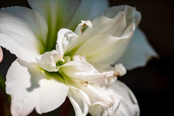 white lily on the black background
