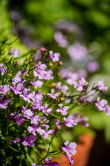 purple lobelia flowers in the pot