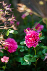 Fototapeta premium pink roses in the garden