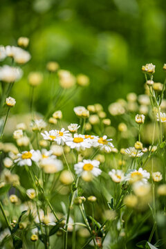 pyrethrum flowers in the garden