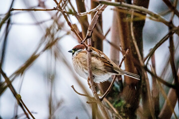Sparrow perched on a branch