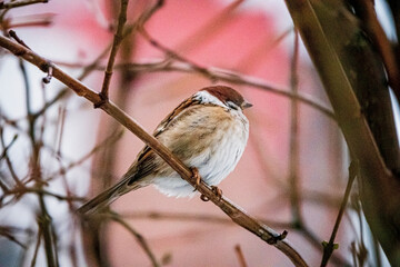 Sparrow perched on a branch