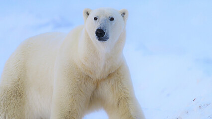 Polar bear in the North