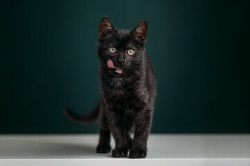 Beautiful and funny black kitten on a dark green background. 
