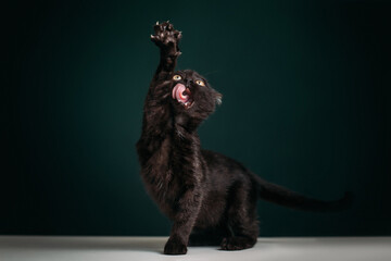 Beautiful and funny black kitten on a dark green background. 