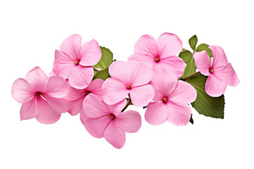 Fototapeta na wymiar Top side closeup macro view of pink flowers with leaves, on a white isolated background PNG