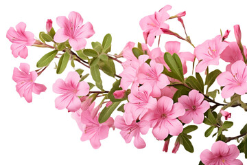 Top side closeup macro view of pink flowers with leaves, on a white isolated background PNG