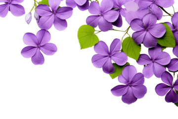 Top side closeup macro view of red flowers with leaves, on a white isolated background PNG