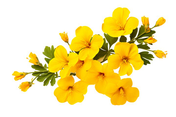 Top side closeup macro view of yellow flowers with leaves, on a white isolated background PNG