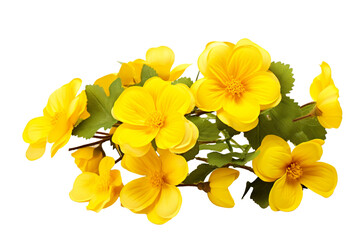 Top side closeup macro view of yellow flowers with leaves, on a white isolated background PNG