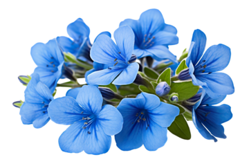 Top side closeup macro view of blue flowers with leaves, on a white isolated background PNG