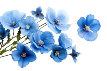 Top side closeup macro view of blue flowers with leaves, on a white isolated background PNG