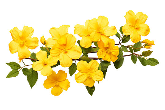 Top side closeup macro view of yellow flowers with leaves, on a white isolated background PNG