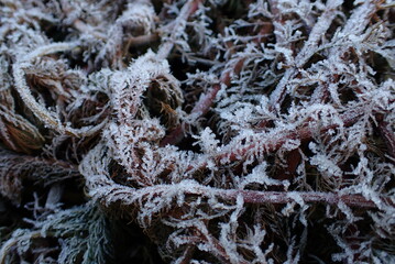 霜が降りた群生するオオフサモの葉