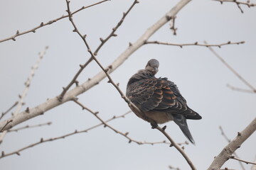 枝に止まる1匹のキジバト