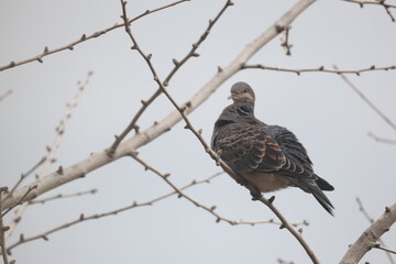 枝に止まる1匹のキジバト