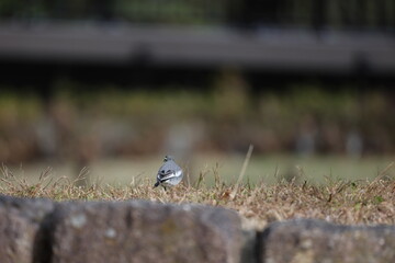 公園の地面を歩くハクセキレイ