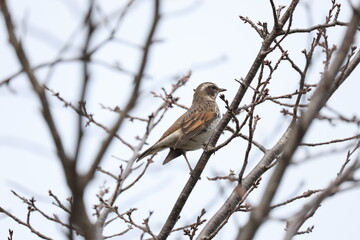 Fototapeta premium 曇り空と木の枝にとまるツグミ