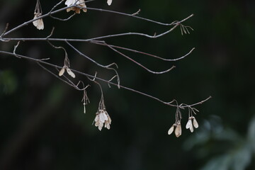 茶色くなった冬のトウカエデの実