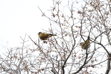 曇り空と木の枝にとまるカワラヒワ
