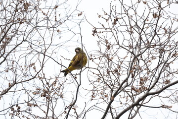 曇り空と木の枝にとまるカワラヒワ