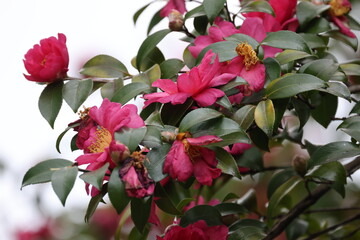 赤いサザンカの花