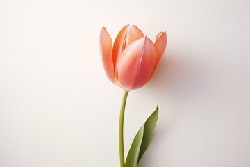 tulips on white background