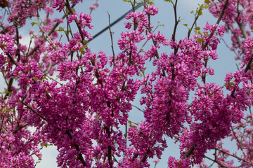 blossoming branch of the Judah tree