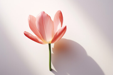 pink tulip on a white background